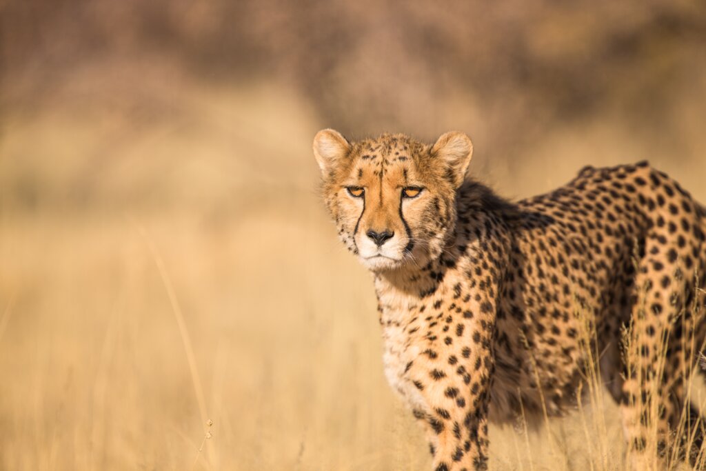 The Cheetah Mentality: Learning How to Leadershift