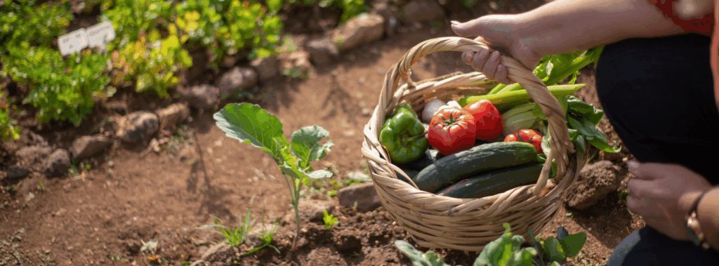 Sowing Seeds for Thriving Organizational Growth: Leadership Lessons from the Garden